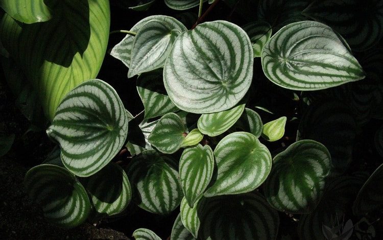 20+ Most Popular Types of Philodendron