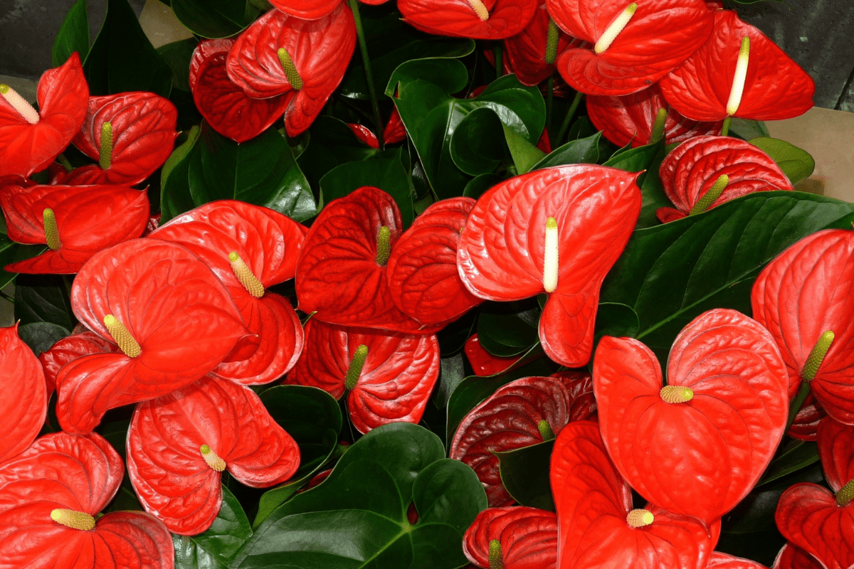What Is An Anthurium Plant?