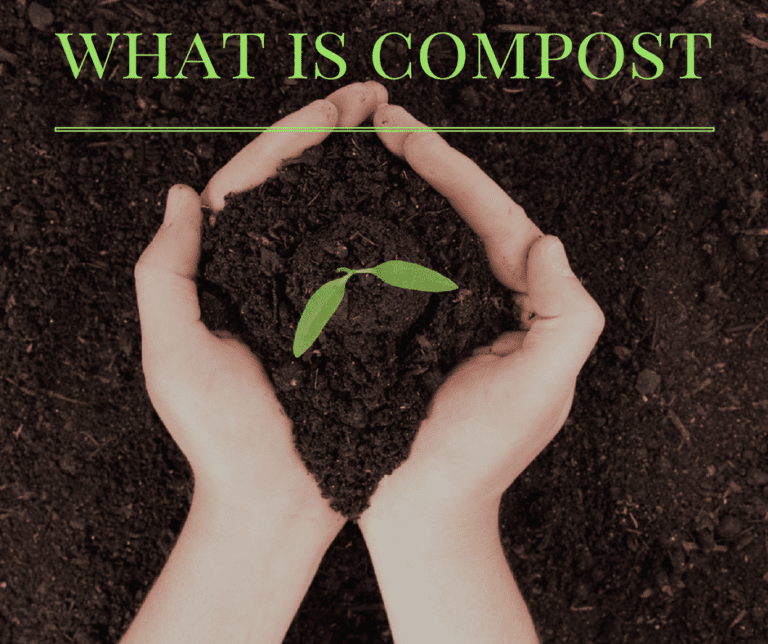 What Is Compost? The Gardener’s Guide