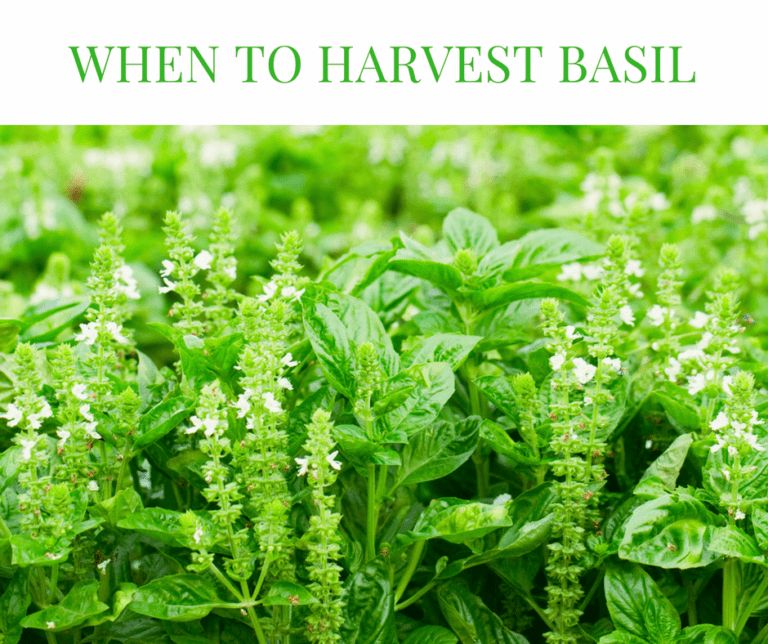 When To Harvest Basil