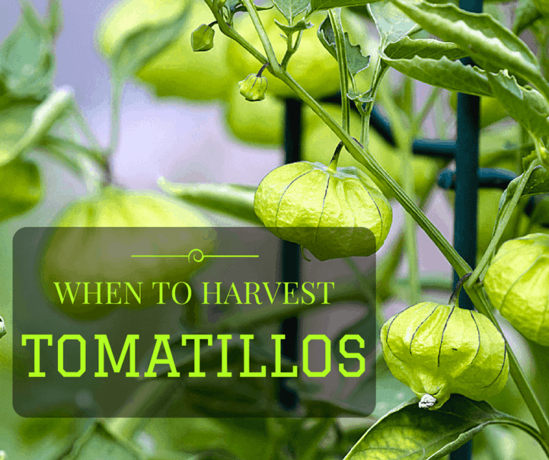 Knowing When To Harvest Tomatillos While Being Ripe