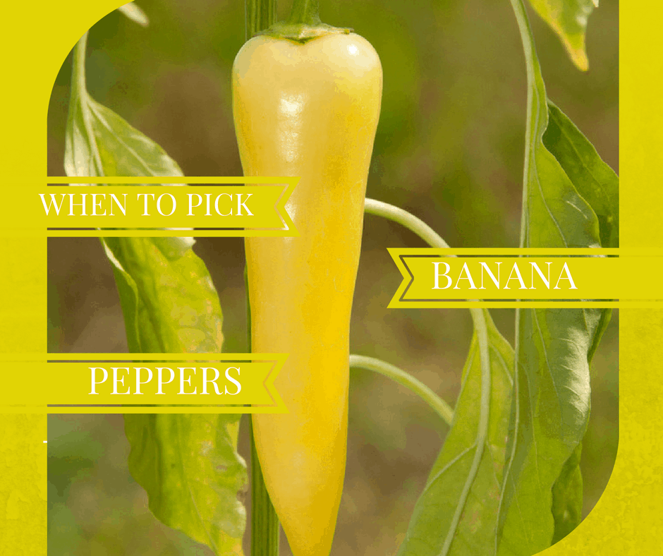 When To Pick Banana Peppers | Properly Rooted