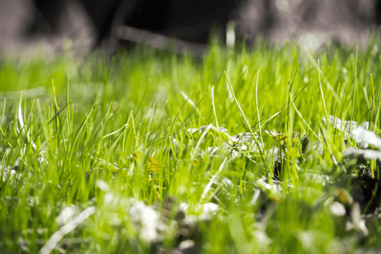 When to Fertilize New Grass for Best Results