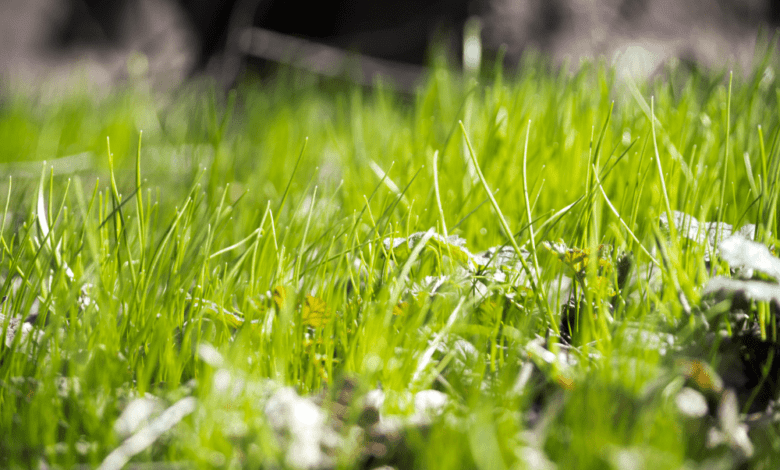 When to Fertilize New Grass