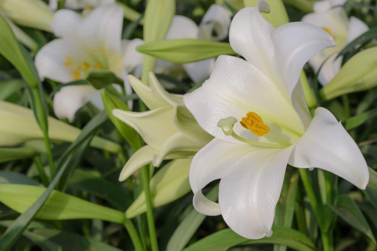 White American Lily - “Lilium Longiflorum”