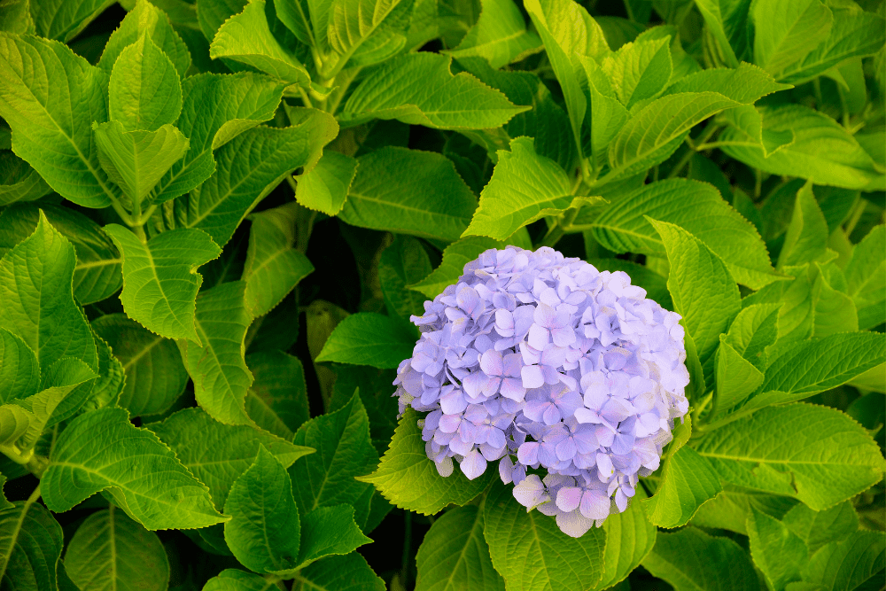 Why Hydrangea Leaves Turn Yellow + How to Fix Them