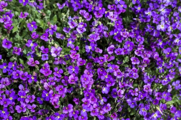 What Are The Weeds With Purple Flowers Called?