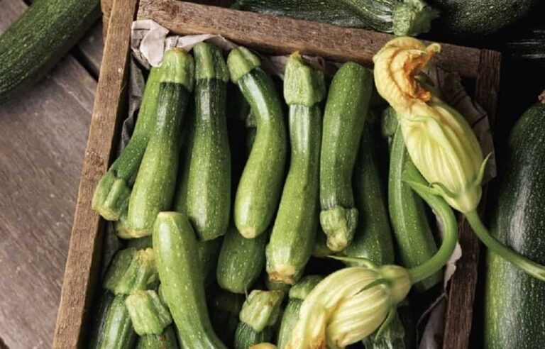 What Is The Perfect Time To Pick Zucchini