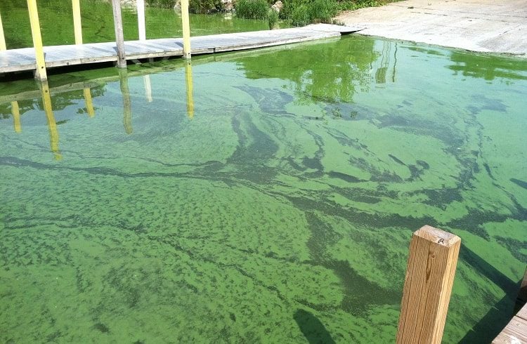 How To Treat Weeds And Algae Blooms?