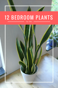 bedroom plants