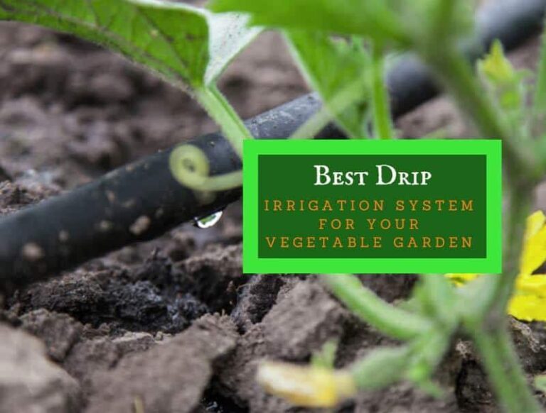 Best Drip Irrigation System For Your Vegetable Garden