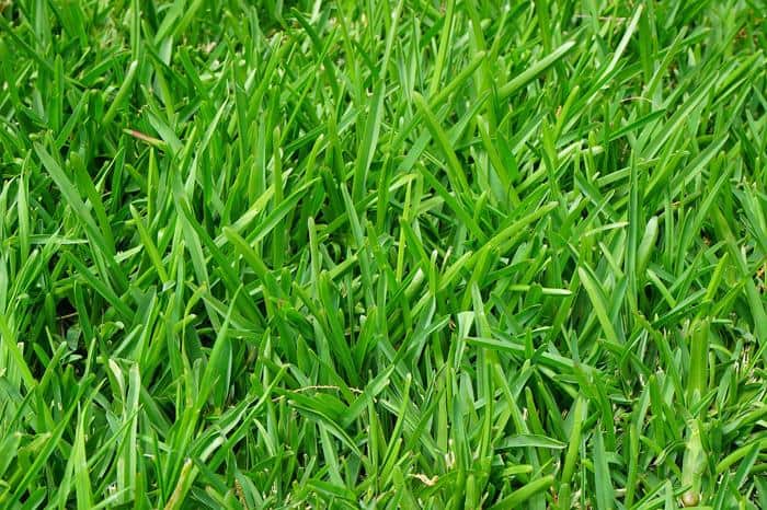 Our Quick Guide to Finding the Best Fescue Grass Seed