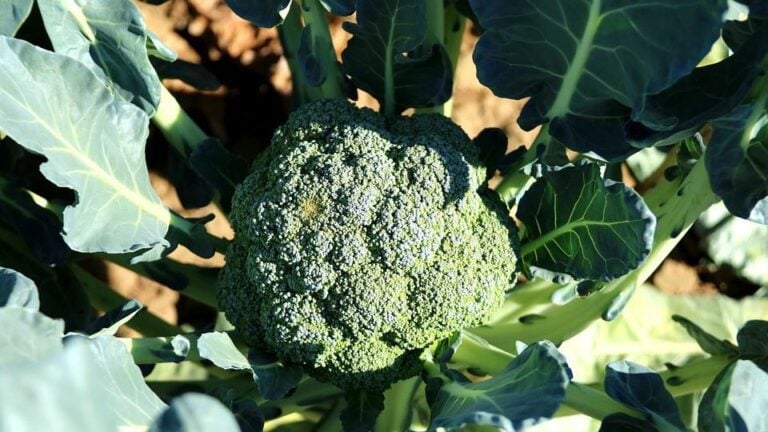 A Primer on the Broccoli Plant