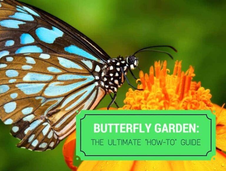 Butterfly Garden: The Ultimate “How-To” Guide
