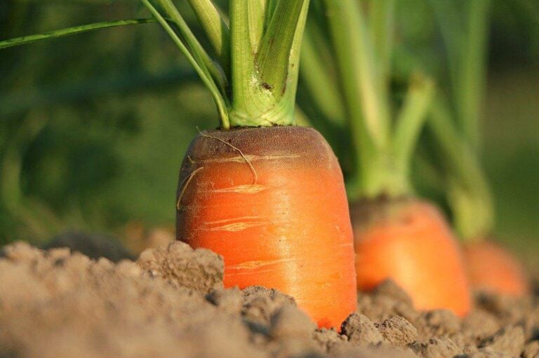 Planting Carrots: A Primer