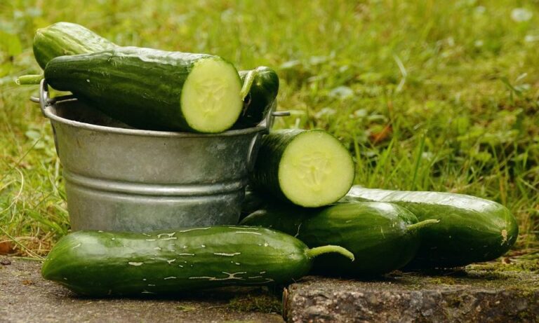 Cucumber Types and Varieties: A Primer