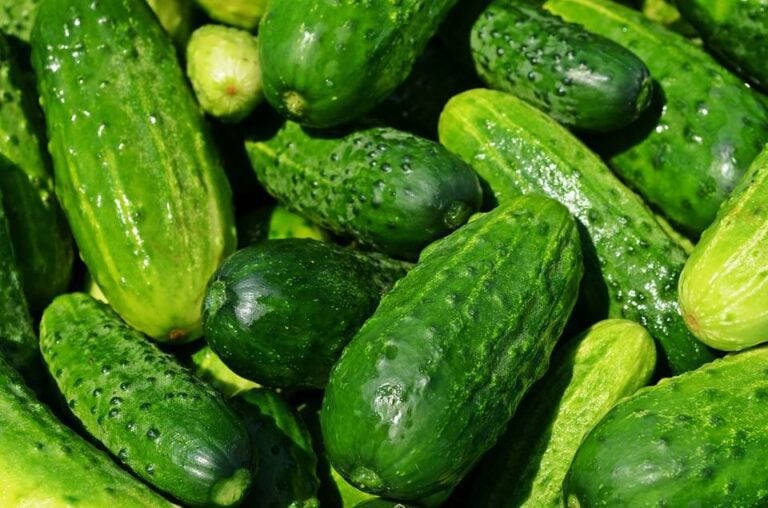 Notes on Growing Cucumbers Indoors