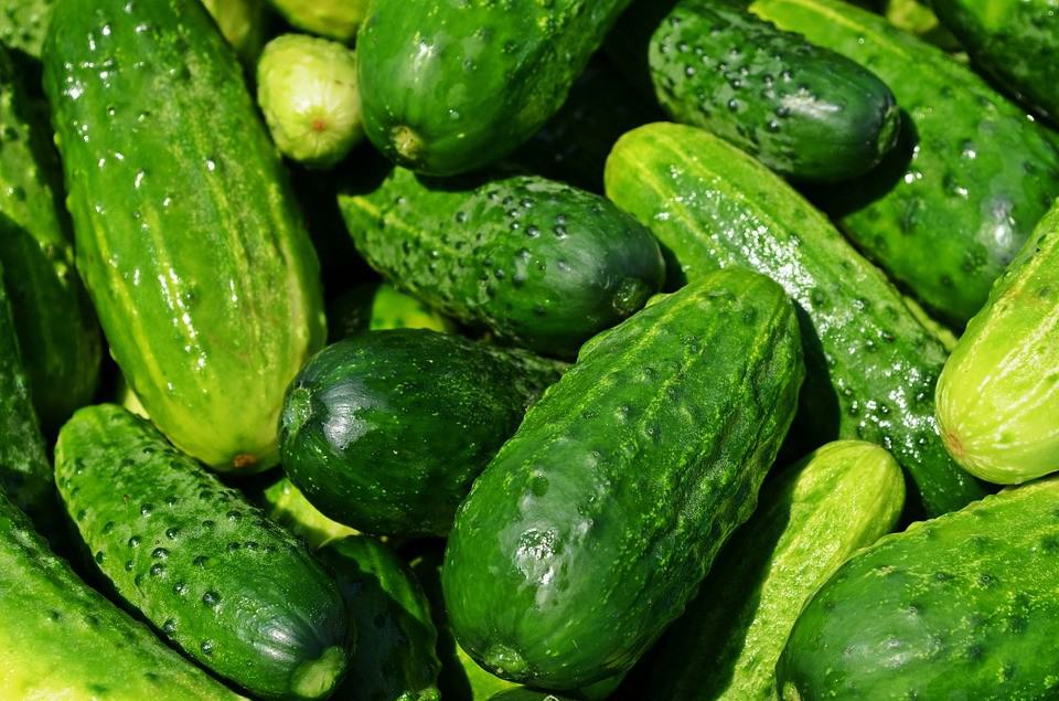 growing cucumbers indoors