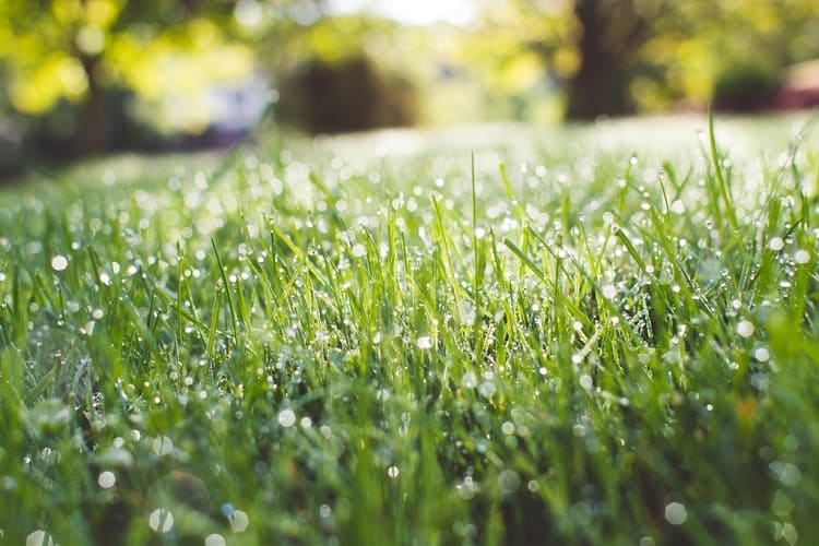 How to Know If Your Grass is Too Wet for Mowing?
