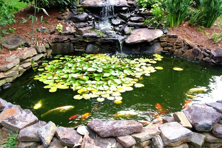 Why Is It Important To Care About Your Pond?