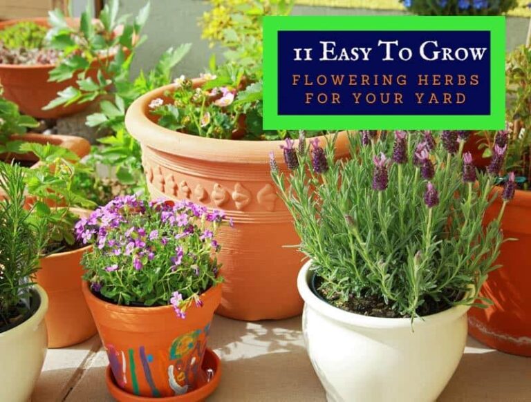 11 Easy To Grow Flowering Herbs For Your Yard