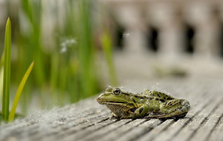 Is It Good to Have Frogs Around Your House?