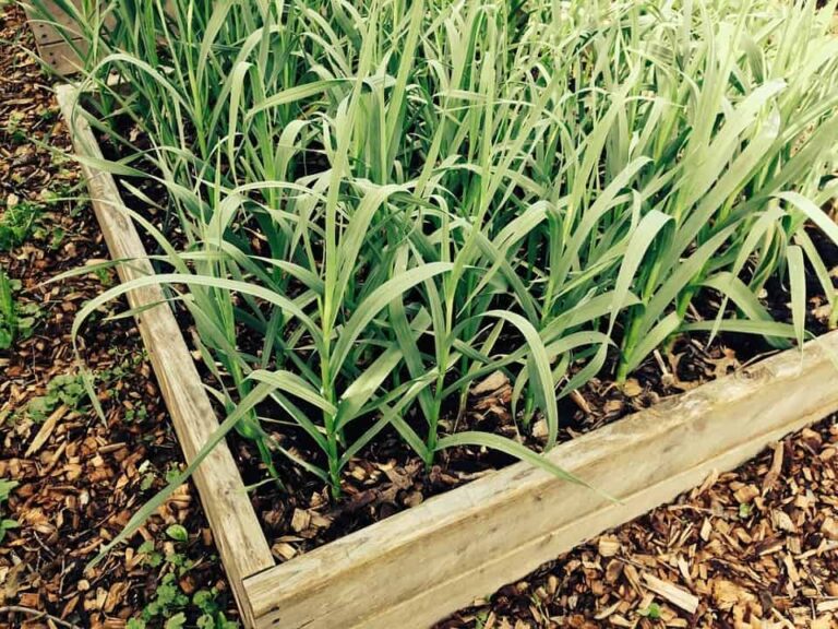 Finding the Best Fertilizer for Garlic