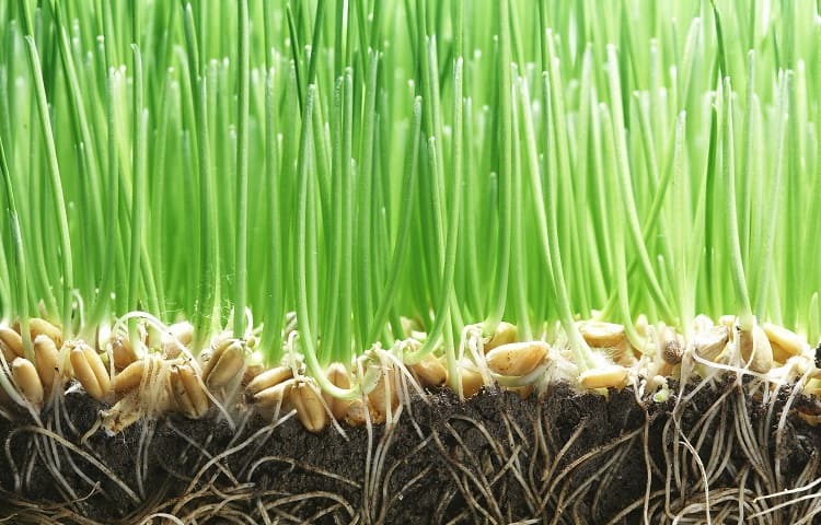 grass seeds in soil