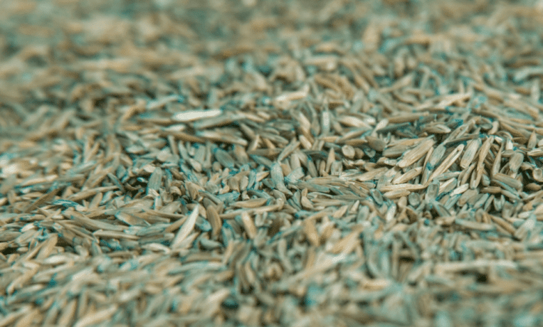 grass seeds for your lawn