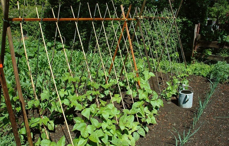 how far apart to plant green beans
