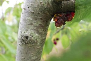 gummy texture on cherry tree
