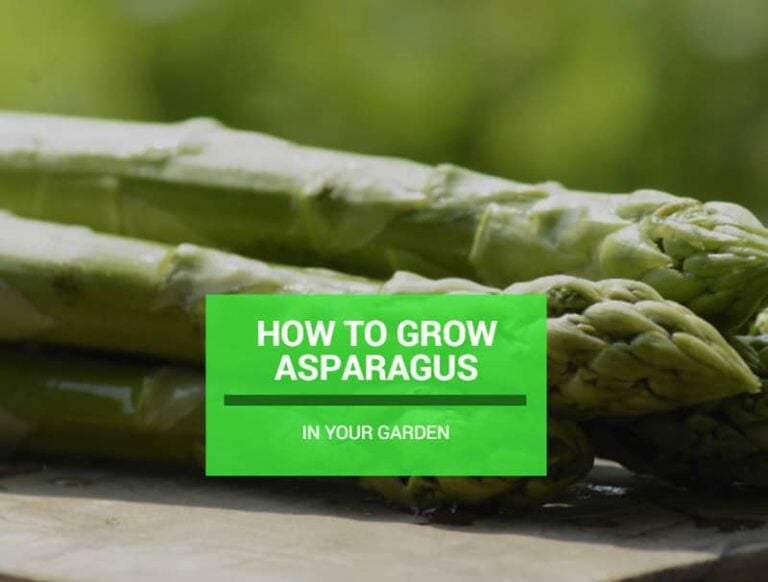 How To Grow Asparagus In Your Garden