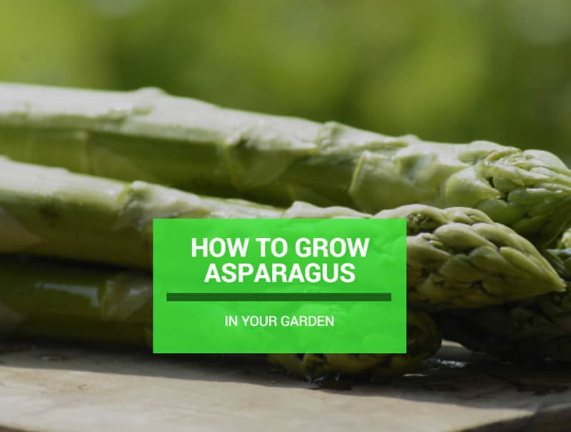 How To Grow Asparagus In Your Garden Properly Rooted