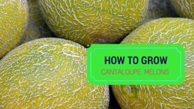 how to grow cantaloupe