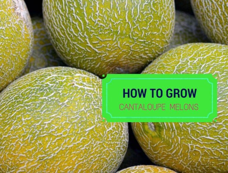 How To Grow Cantaloupe Melons