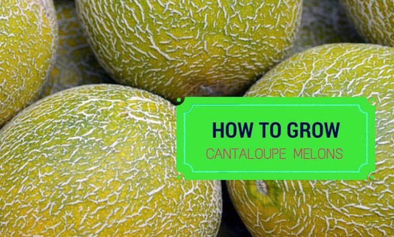 how to grow cantaloupe