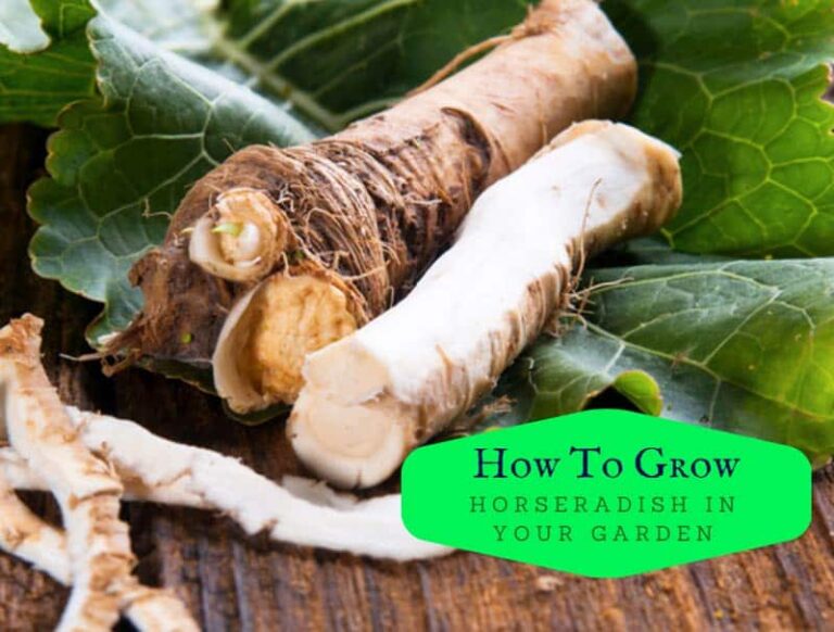 How To Grow Horseradish In Your Garden