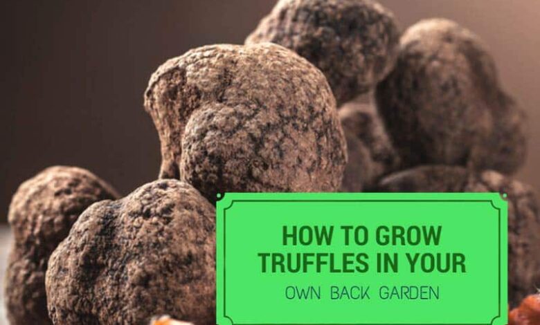 how to grow truffles