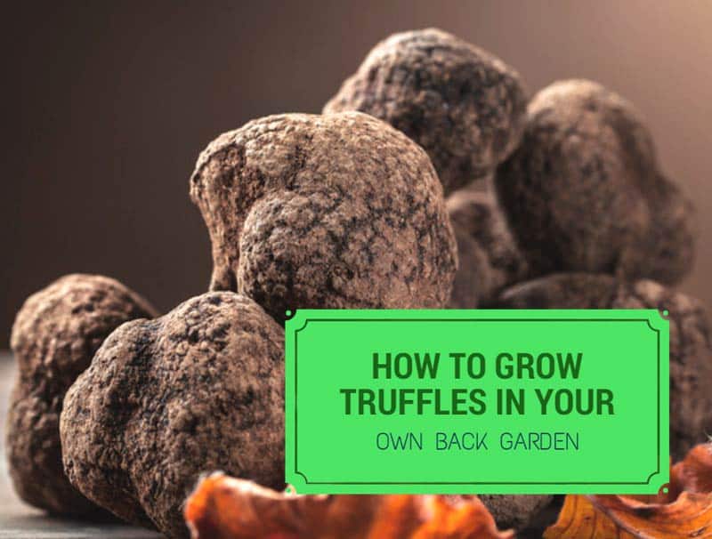 do truffles grow in wisconsin Look For Growing Signs