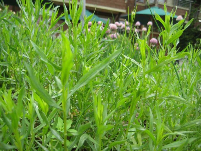 The Most Efficient Means of Growing Tarragon