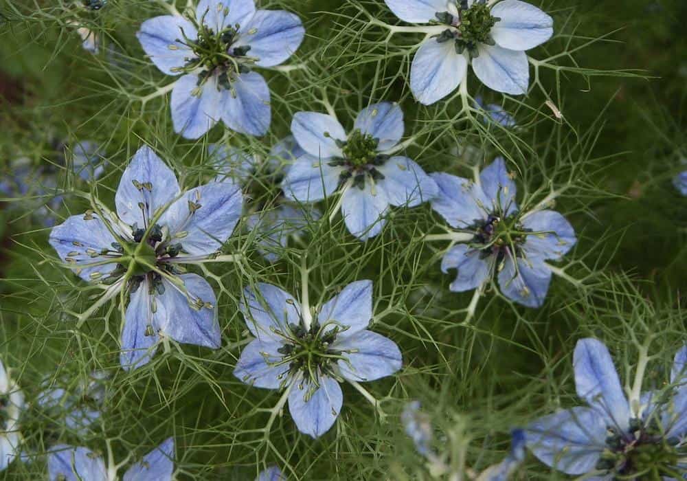 Learning How Growing Cumin Works Properly Rooted
