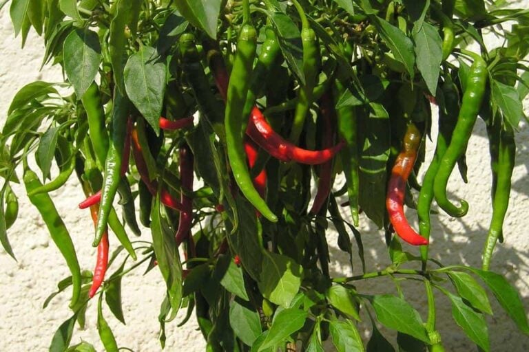 Keep Your Herb Garden Hot by Growing Cayenne Pepper