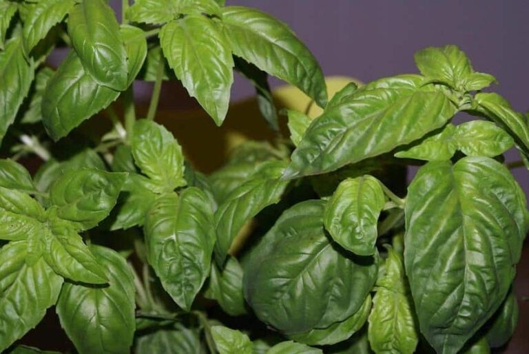 How-to Guide for Growing Basil