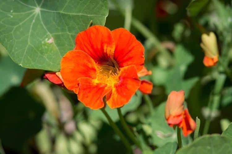 A Helpful Guide to Growing Nasturtiums