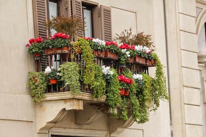 Our Picks for the Best Plants for Window Boxes