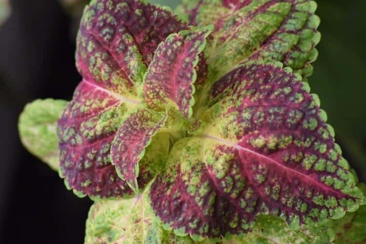 Growing Shiso: Planting and Harvesting