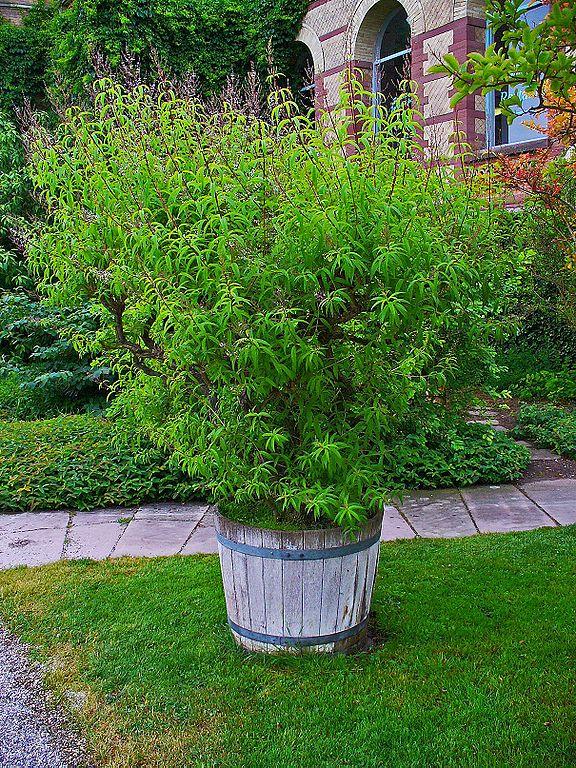 Growing Lemon Verbena for Your Garden