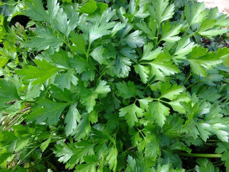 The Most Effective Means of Growing Parsley