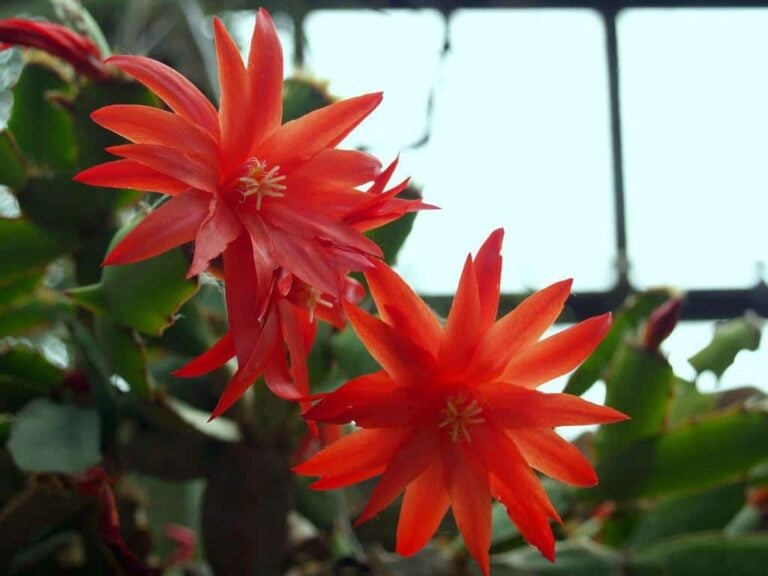 Easter Cactus Care and Maintenance: A Primer