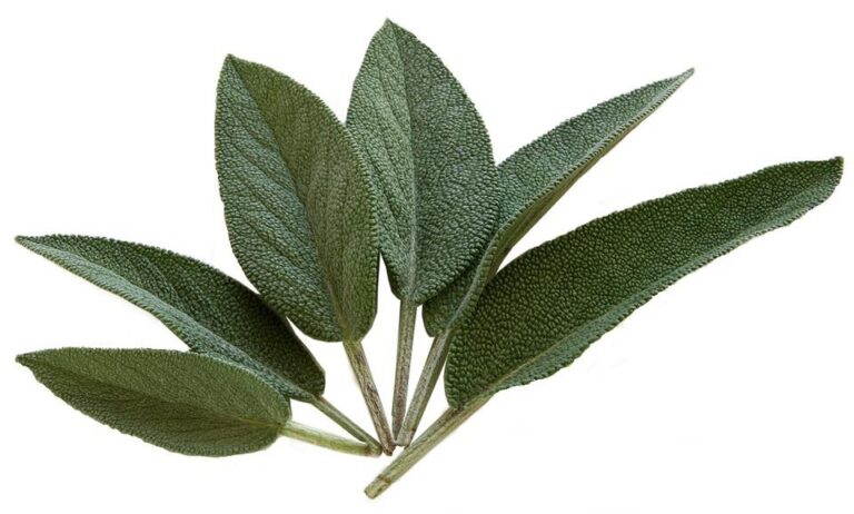 Some Helpful Advice for Growing Sage
